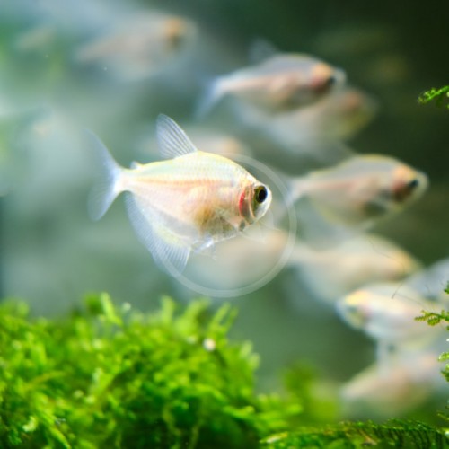 Tetra  Transgenic 1 Adet 3-4 Cm Beyaz