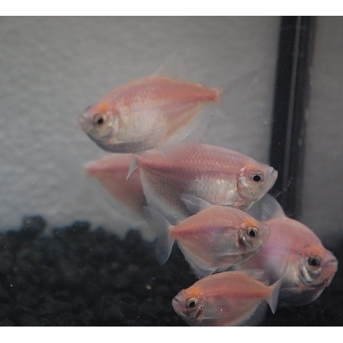 Tetra  Transgenic 1 Adet 3-4 Cm Beyaz