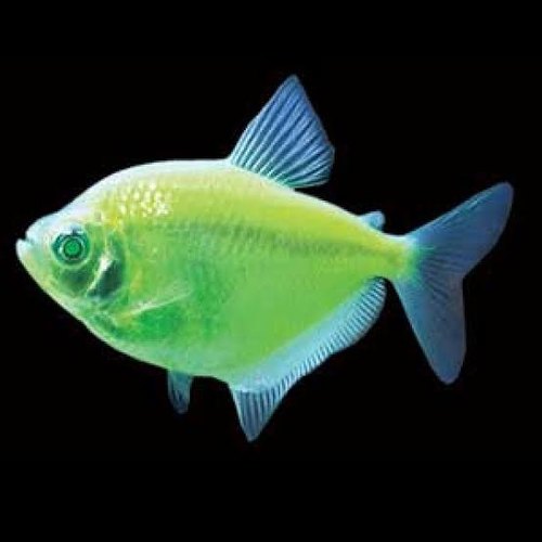 Tetra  Transgenic  1 Adet 3-4 Cm Yeşil