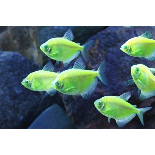 Tetra  Transgenic  1 Adet 3-4 Cm Yeşil