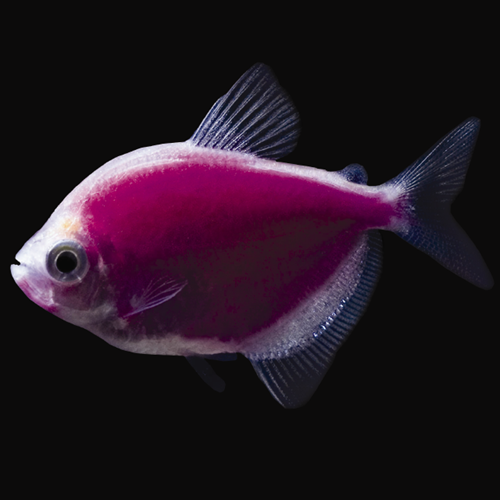 Tetra Transgenic 1 Adet 3-4 Cm Mor 