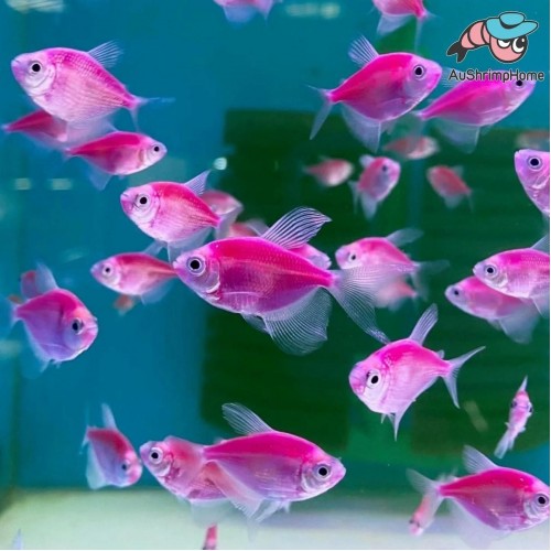 Tetra Transgenic 1 Adet 3-4 Cm Mor 