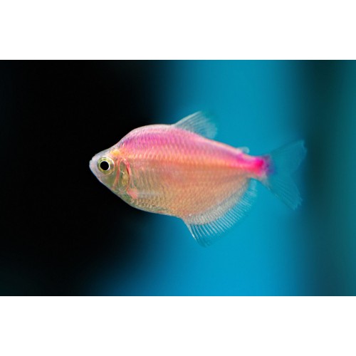 Tetra  Transgenic 1 Adet 3-4 Cm Pembe