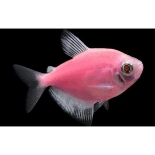 Tetra  Transgenic 1 Adet 3-4 Cm Pembe