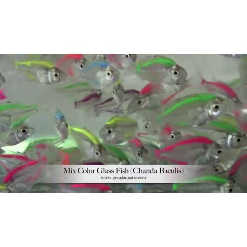 Tetra Renkli Cam  1 Adet 3-4 Cm