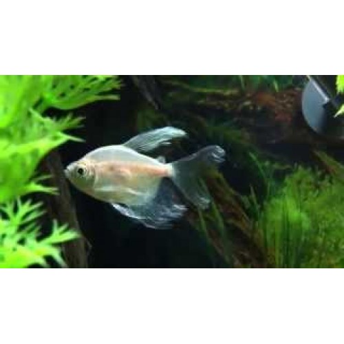 Tetra Beyaz Tül Kuyruk 1 Ad 2-4 Cm