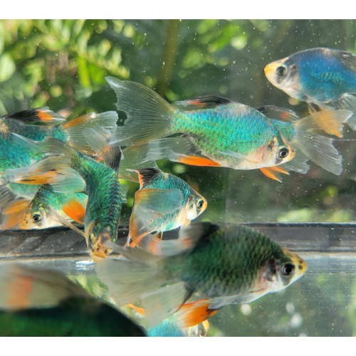 Tetrazon Yeşil (Yakut) 1 Adet 3-4 Cm