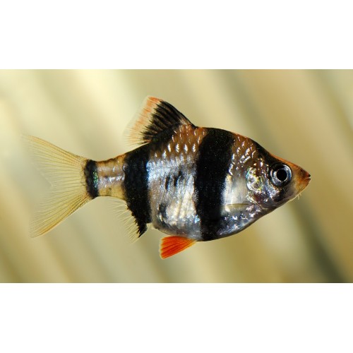 Tetrazon Kaplan 1 Adet 2- 3 Cm
