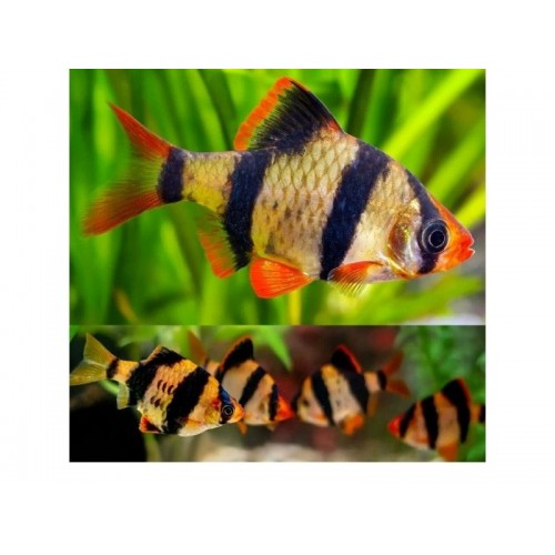 Tetrazon Kaplan 1 Adet 2- 3 Cm