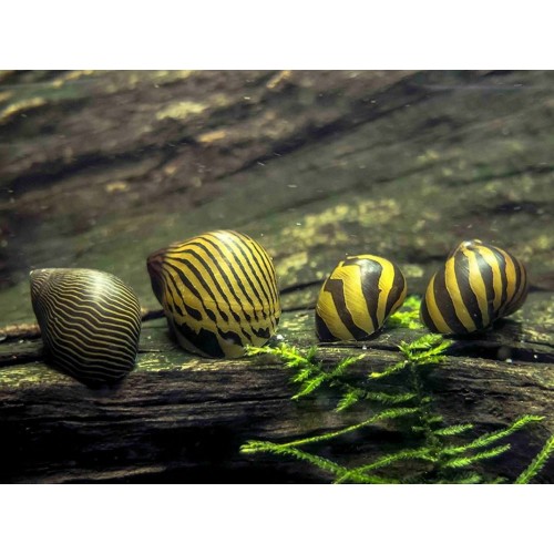 Nerite Salyangoz Tiger 1 Adet 1-3 Cm  Yosun Canavarı