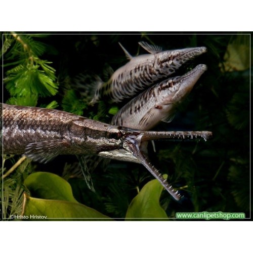 Timsah Balığı 1 Adet 13-15 Cm