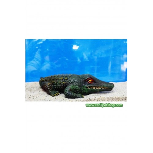 Akvaryum Dekor Gerçek Timsah 23*12 Cm kuyruğı kırık