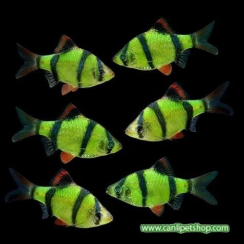 Tetrazon Kaplan 1 Adet 3- 4 Cm Transgenic Yeşil