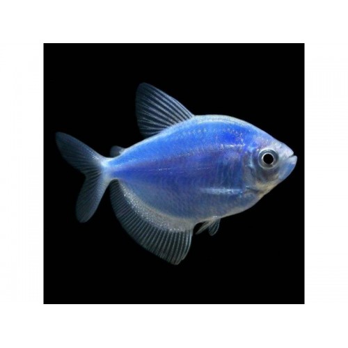 Tetra Transgenic 1 Adet 3-4 Cm Mavi