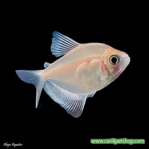 Tetra  Transgenic 10 Adet 3-4 Cm Beyaz