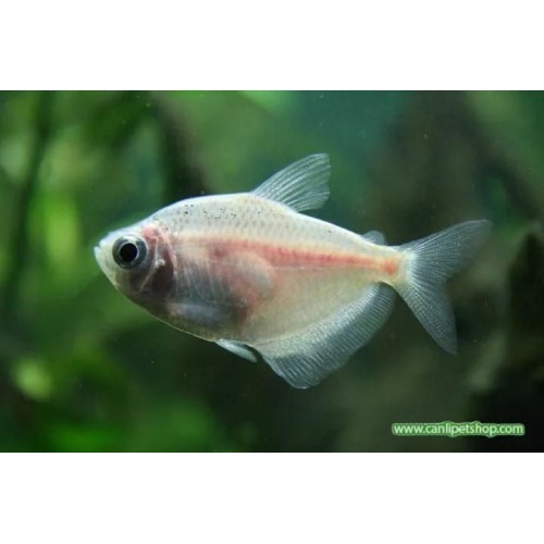 Tetra  Transgenic 10 Adet 3-4 Cm Beyaz