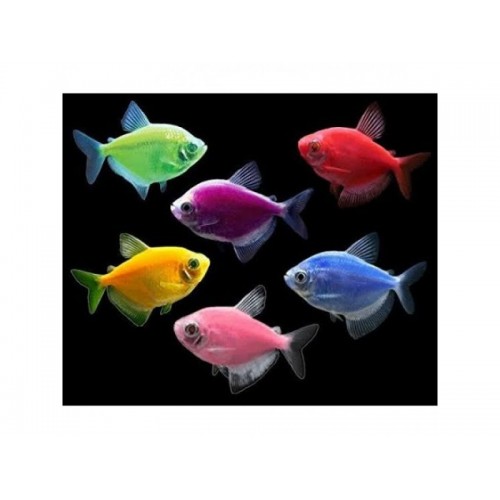 Tetra Transgenic 4 adet (1 ERKEK 3 DİŞİ)