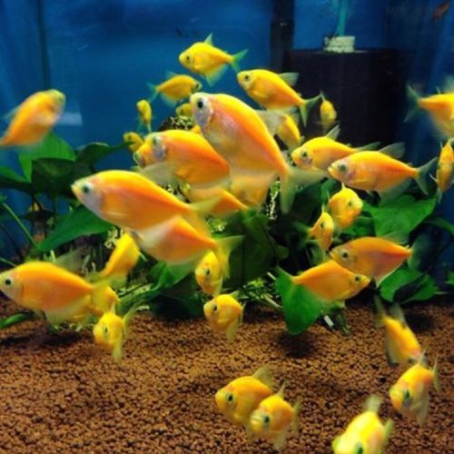Tetra Transgenic 1 Adet 3-4 Cm Portakal