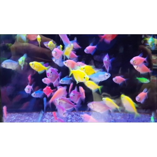 Tetra Transgenic 4 adet (1 ERKEK 3 DİŞİ)