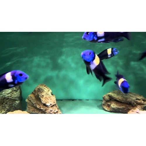 Tropheus Duboisi Maswa Ciklet 1 adet 3-4 Cm