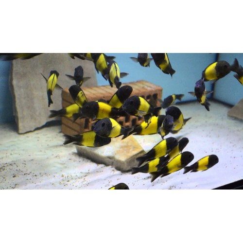Tropheus İkola Ciklet 1 Adet 9-11 Cm
