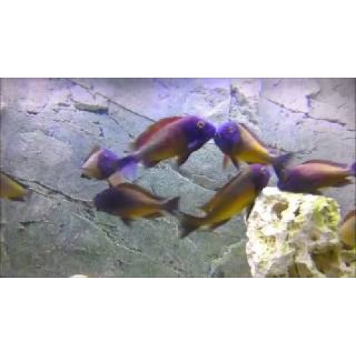 Tropheus ilangi Yellow Ciklet 1 adet 3-4 Cm