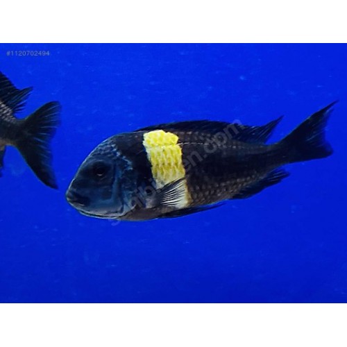 Tropheus Duboisi Maswa Ciklet 1 adet 8-10 Cm