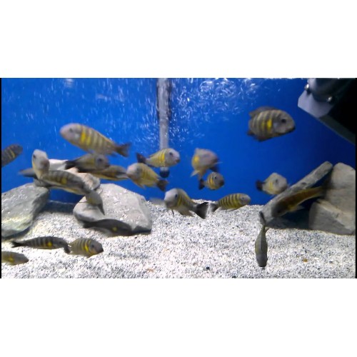 Tropheus Brichardi Ulwile 1 adet 10-12 Cm