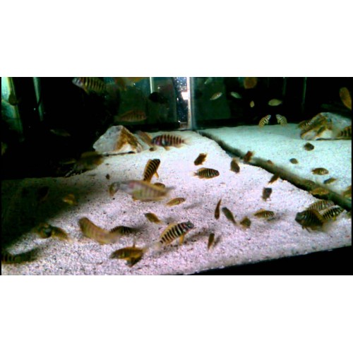 Tropheus Brichardi Ulwile 1 adet 10-12 Cm
