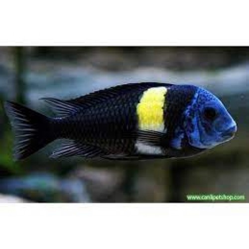 Tropheus İkola Ciklet 1 Adet 8-10 Cm
