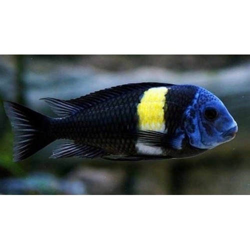 Tropheus Duboisi Maswa Ciklet 1 adet 3-4 Cm
