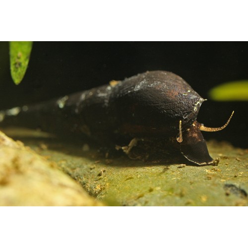 Uzun Burun Salyangoz 1 Adet 3-4 Cm
