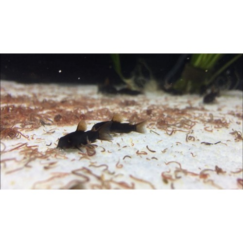 Çöpçü Venezuela 3-4 cm 5 adet