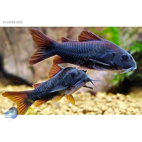 Çöpçü Venezuela 3-4 cm 5 adet