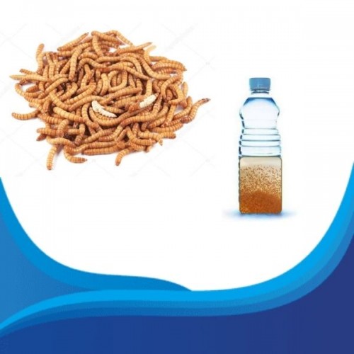 Normal Canlı Yem