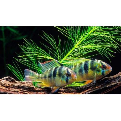 zebra ciklet 1 ad 3-5 cm