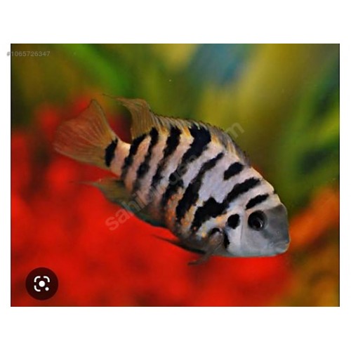 Zebra Ciklet  2 Adet ( 1 Erkek 1 Dişi ) 3-4 Cm Bakımı Kolay Hazır Dişi Kızgın