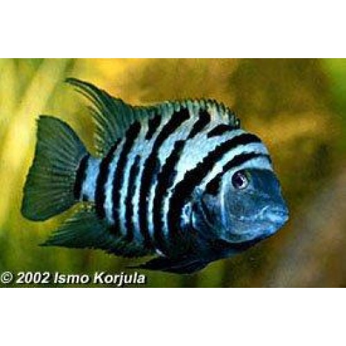 Zebra Ciklet  2 Adet ( 1 Erkek 1 Dişi ) 3-4 Cm Bakımı Kolay Hazır Dişi Kızgın