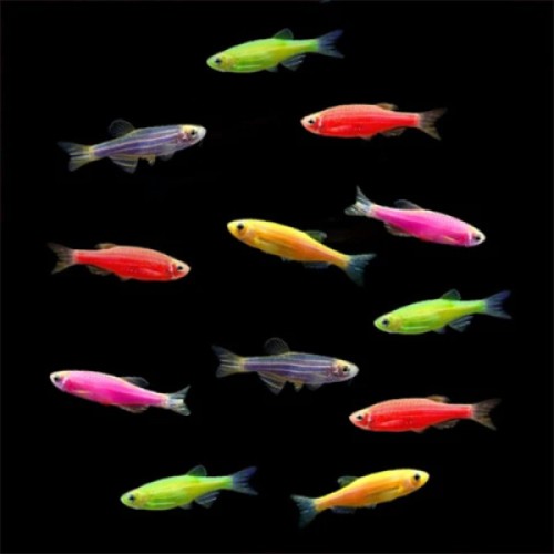 .Zebra Danio karışık renklerde Bakımı Kolay 10 Ad  2-3  Cm (Transgenic)