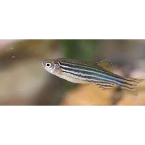 Zebra Danio Gümüş Bakımı Kolay 1 Ad 3-4 Cm