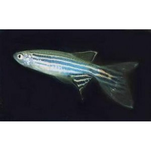 Zebra Danio Gümüş Bakımı Kolay 1 Ad 3-4 Cm