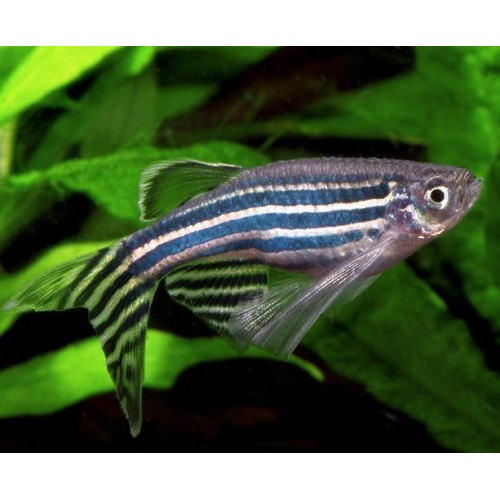 Zebra Danio Gümüş Bakımı Kolay 10 Ad 2-3 Cm