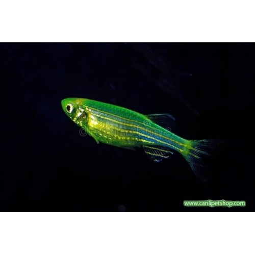 Zebra Danio Yeşil Bakımı Kolay 1 Ad 3-4 Cm (Transgenic)