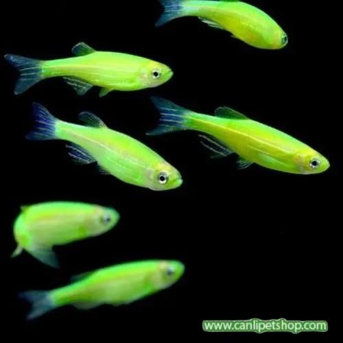 .Zebra Danio Yeşil Bakımı Kolay 10 Ad 3-4 Cm (Transgenic)
