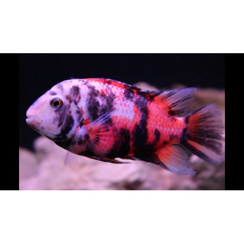 Zebra Kaliko Ciklet  Yetişkin 1 Ad 8-9 Cm