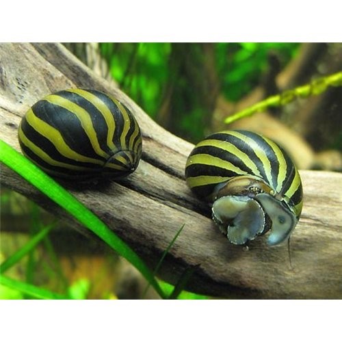 Nerite Salyangoz Zebra 1 Adet iri Boy Yosun Canavarı