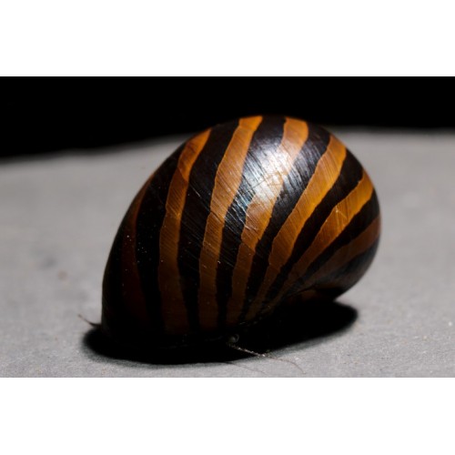 Nerite Salyangoz Zebra 1 Adet iri Boy Yosun Canavarı