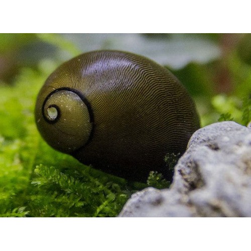 Nerite Salyangoz Zeytin 1 Adet 1-2 Cm