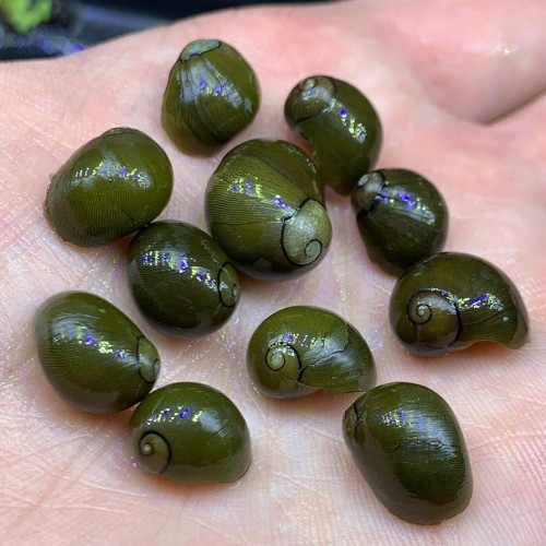 Nerite Salyangoz Zeytin 1 Adet 1-2 Cm